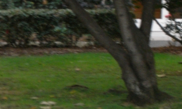 ARBRE